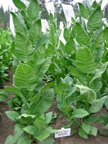Tobacco Seeds - Black Sea Samsun Turkish